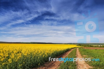 Spring Colza Fields. Blooming Yellow Flowers Stock Photo
