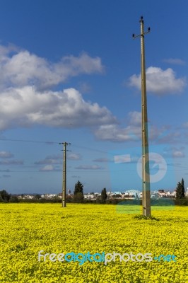 Spring Countryside Landscape Of Yellow Flowers Stock Photo