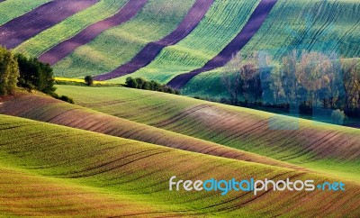 Spring Fields Panorama. Green Waves. Czech Moravia Hills Stock Photo