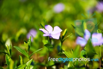 Spring Flowers. Young Green Leaves And Flowers Stock Photo