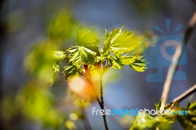 Spring Foliage. Young Green Leaves Stock Photo