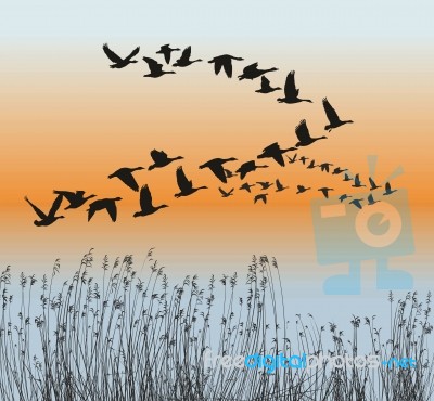 Spring Goose Migration Stock Image