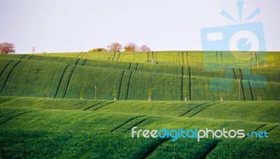 Spring Green Fields. Beautiful Wavy Spring View. Spring Rolling Stock Photo
