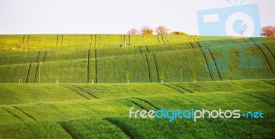Spring Green Fields On Hills. Agriculture Wavy Spring View. Spri… Stock Photo