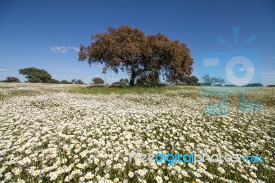 Spring Landscape In Alentejo Stock Photo