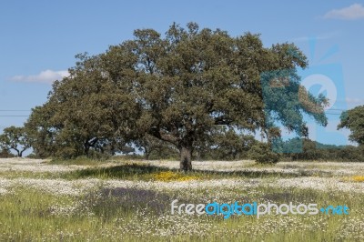 Spring Landscape In Alentejo Stock Photo