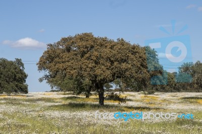 Spring Landscape In Alentejo Stock Photo