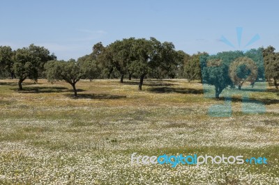 Spring Landscape In Alentejo Stock Photo