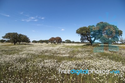 Spring Landscape In Alentejo Stock Photo