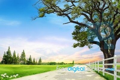 Spring Meadow With Big Tree Stock Photo