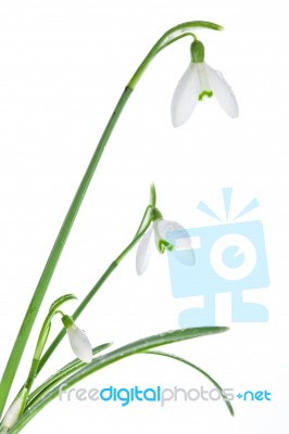 Spring Snowdrops Isolated On White Stock Photo