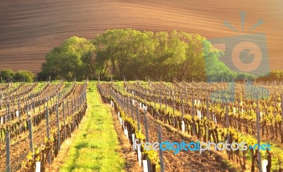 Spring Vineyard In Evening Sunlight Stock Photo