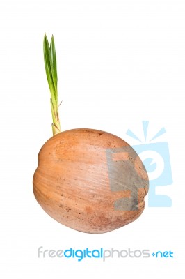 Sprout Of Coconut Tree Stock Photo