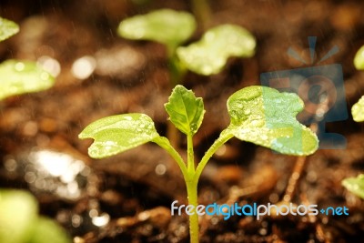 Sprout With Droplet Stock Photo