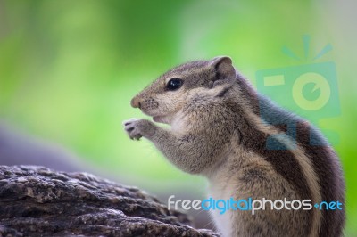 Squirrel Stock Photo