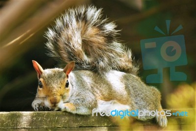 Squirrel Resting On Fence Stock Photo