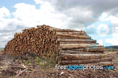 Stack Of Felled Wood Stock Photo