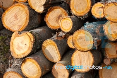 Stack Of Logs Stock Photo