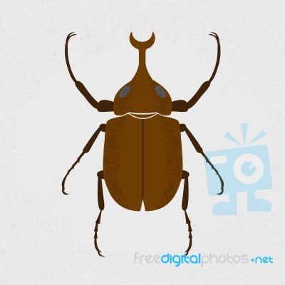 Stag Beetle, The Largest Beetle Stock Image