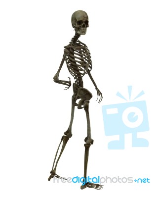 standing Skeleton Stock Image