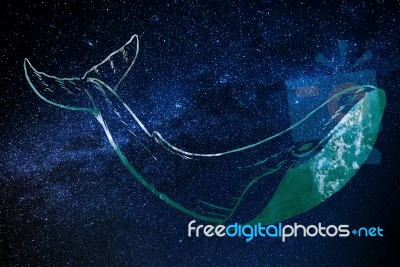 Star Whale Stock Photo
