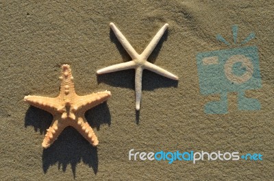 Starfish Stock Photo