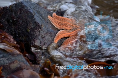 Starfish In The Tide Stock Photo