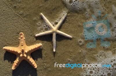 Starfish On Wet Shore Stock Photo