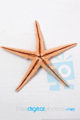 Starfish On White Stock Photo
