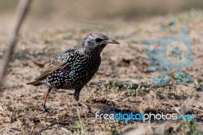 Starling Stock Photo