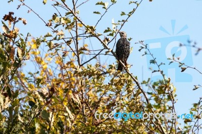 Starling Alert And Watchful Stock Photo