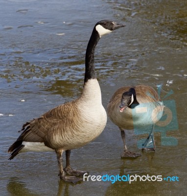 Stay Calm Stock Photo