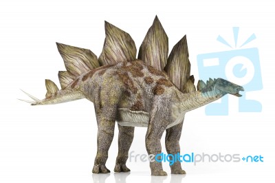 Stegosaurus Stock Image