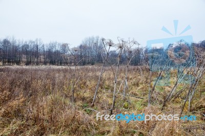 Stem Dried High Grass In Autumn Stock Photo