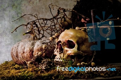 Still Life With A Skull Stock Photo