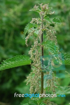 Stinging Nettle Stock Photo