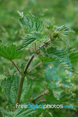 Stinging Nettle Stock Photo