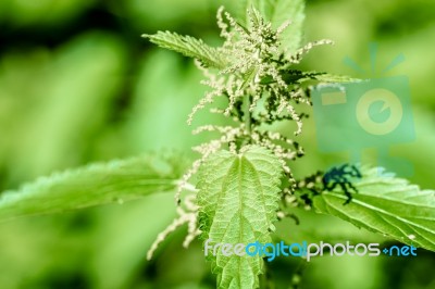 Stinging Nettle Stock Photo