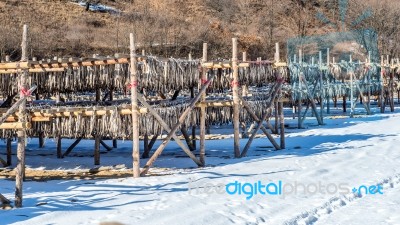 Stockfish Or Fish Drying In South Korea Stock Photo