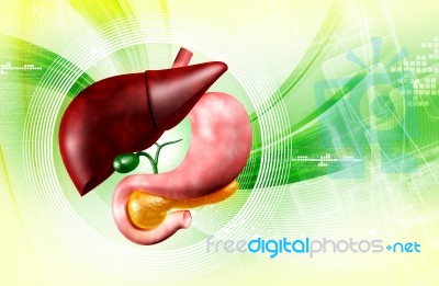 Stomach And Liver Stock Image