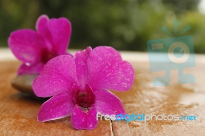 Stone And Orchid Stock Photo Stone And Orchid Stock Photo
