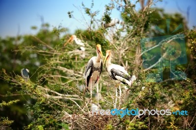 Stork Stock Photo