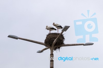 Stork Nest With Two Birds Stock Photo