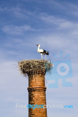 Stork On Chimney Stock Photo