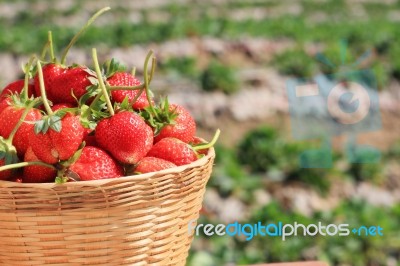 Strawberry In Farm Stock Photo