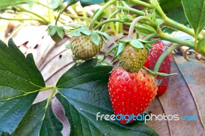 Strawberry In Plantation Field On Natural Background Stock Photo