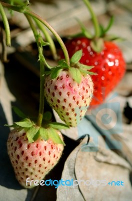 Strawberry In Plantation Field On Natural Background Stock Photo