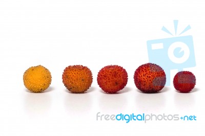 Strawberry Tree (arbutus Unedo) Fruit Stock Photo