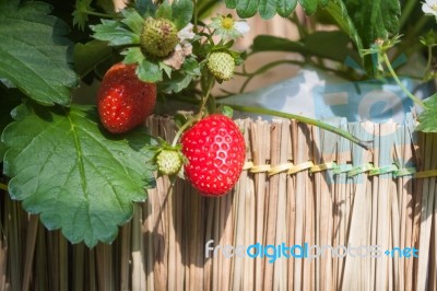 Strawberry With Planting Strawberry Background Stock Photo Strawberry With Planting Strawberry Background Stock Photo
