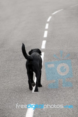 Stray Dog Stock Photo